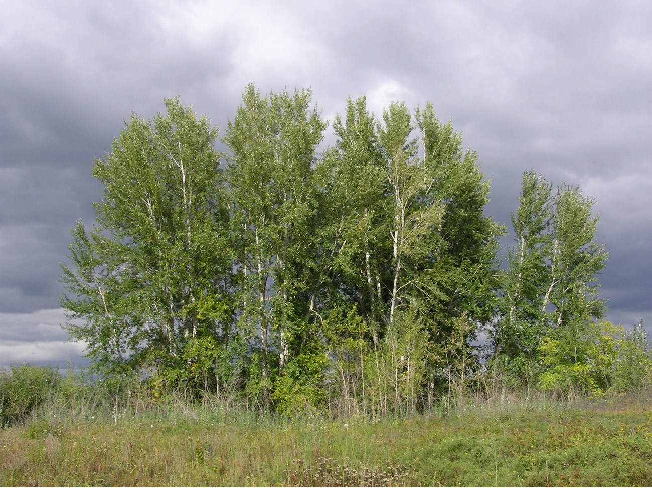 Image of Populus alba specimen.