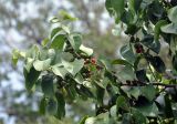 Salacia chinensis. Верхушка ветви плодоносящего дерева. Таиланд, остров Тао, прибрежный лес. 26.06.2013.