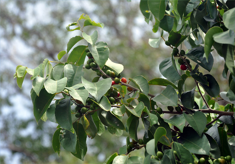 Изображение особи Salacia chinensis.