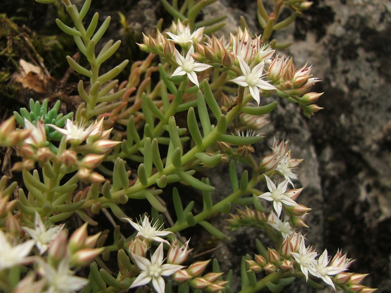 Image of Sedum pallidum specimen.