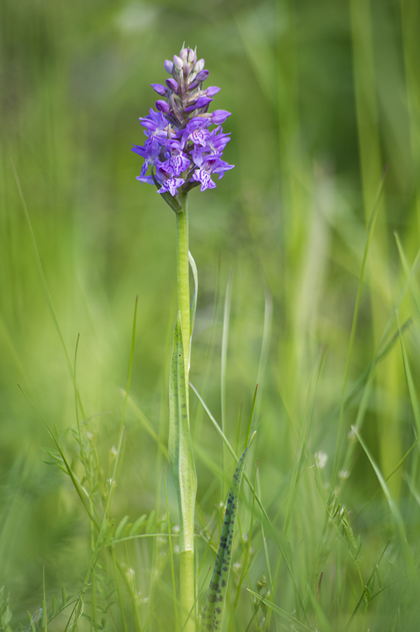 Изображение особи Dactylorhiza baltica.