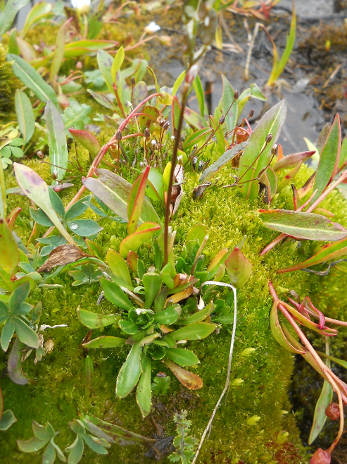 Изображение особи Draba ochroleuca.