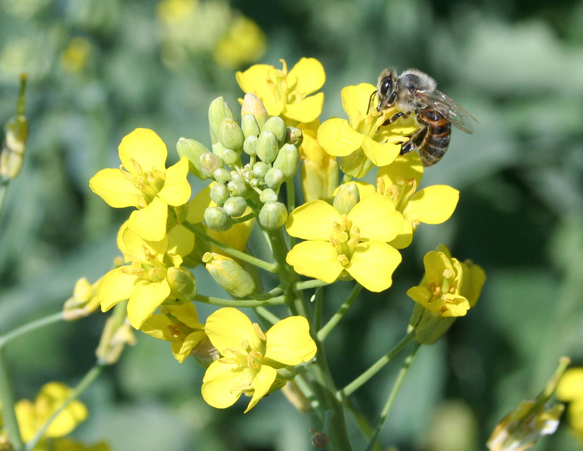 Изображение особи Brassica napus.