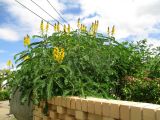 Senna didymobotrya. Верхняя часть цветущего растения. Австралия, г. Брисбен, частная застройка, в культуре. 17.01.2016.