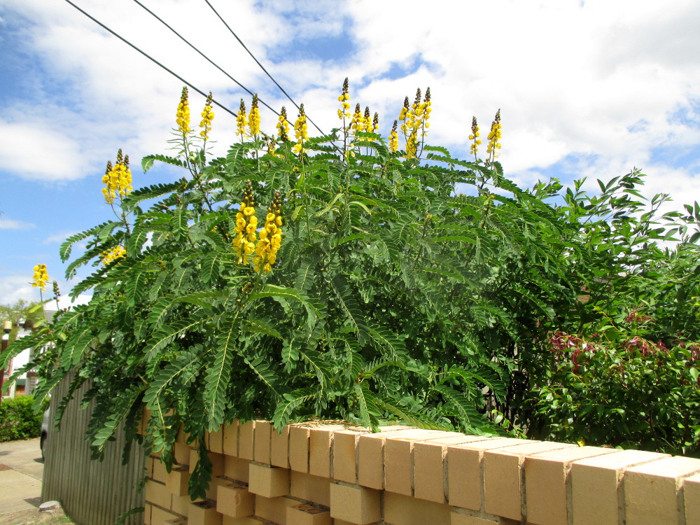 Image of Senna didymobotrya specimen.