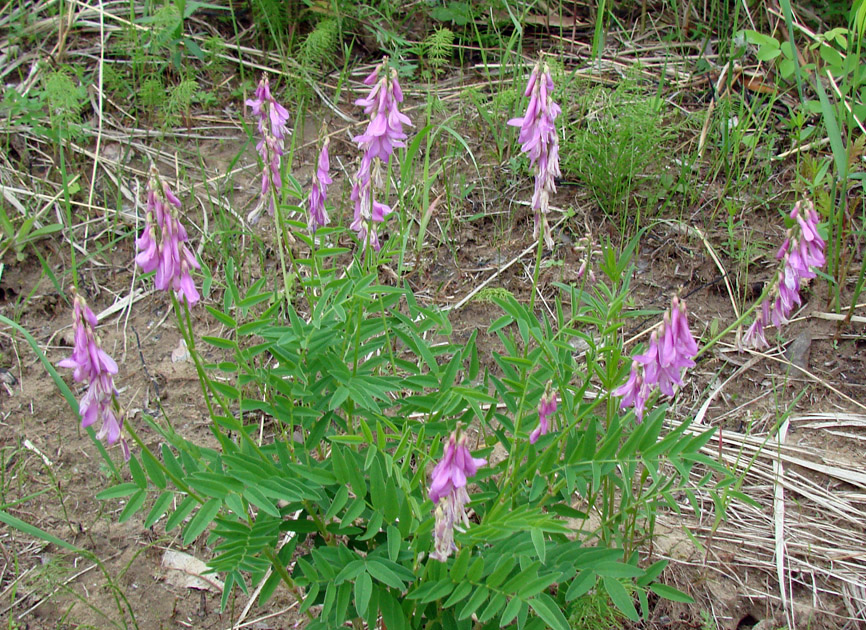 Image of Hedysarum alpinum specimen.