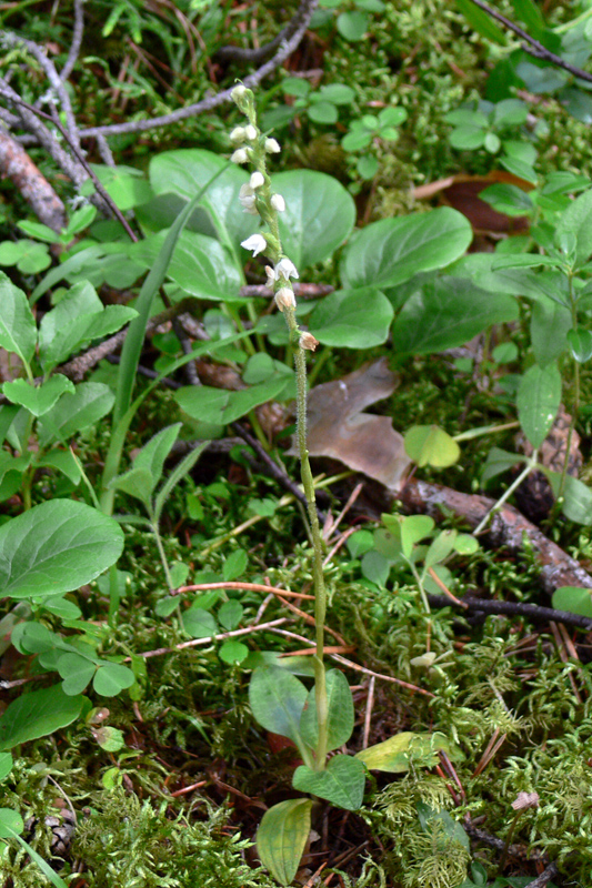 Изображение особи Goodyera repens.