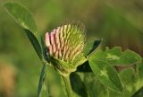 Trifolium pratense. Верхушка побега с нераскрывшимся соцветием. Костромская обл., Судиславский р-н, окр. дер. Антипино, поле. 26.09.2015.