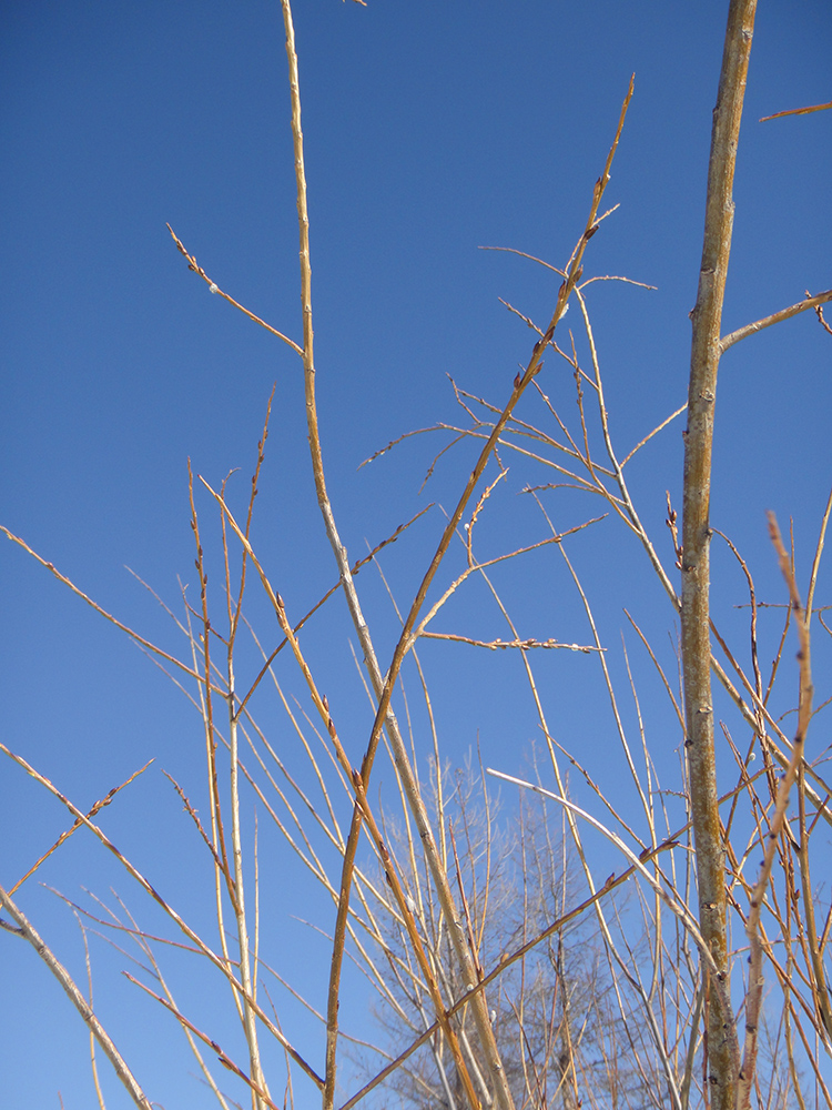 Image of Salix schwerinii specimen.