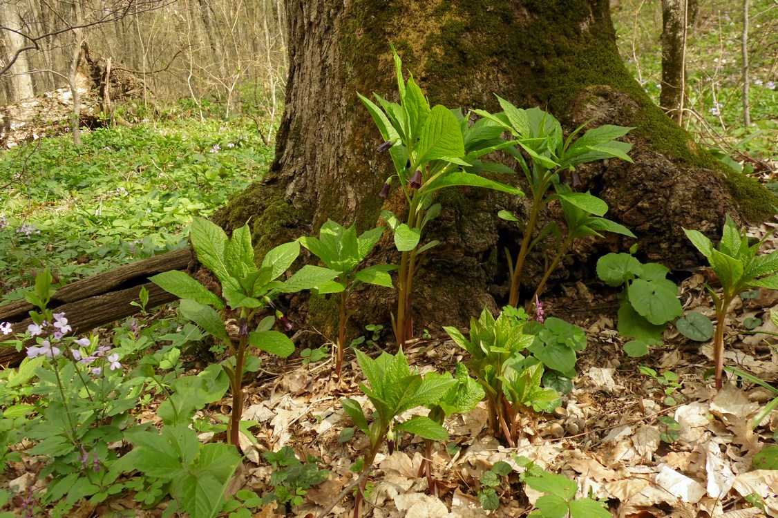 Изображение особи Scopolia caucasica.