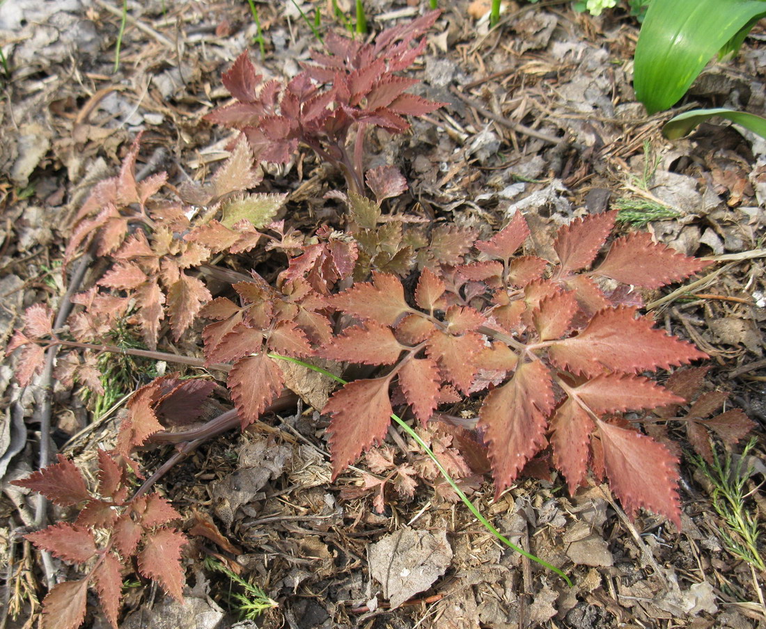 Image of Corydalis temulifolia specimen.