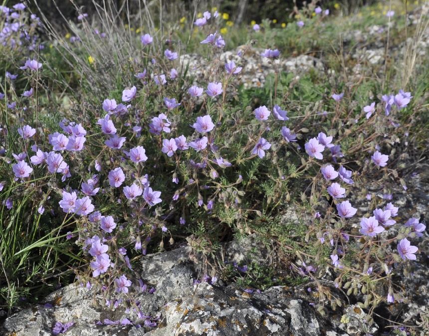 Изображение особи Erodium absinthoides.