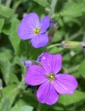 Aubrieta &times; cultorum