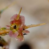 Noaea mucronata. Соплодие. Израиль, Самарийская пустыня, окр. поселения Маале Михмаш. 27.11.2014.