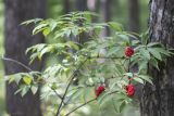 Sambucus racemosa. Верхушка плодоносящего растения. Саратов, Кумысная поляна, берёзово-сосновый лес. 05.07.2014.