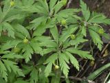 Anemone ranunculoides