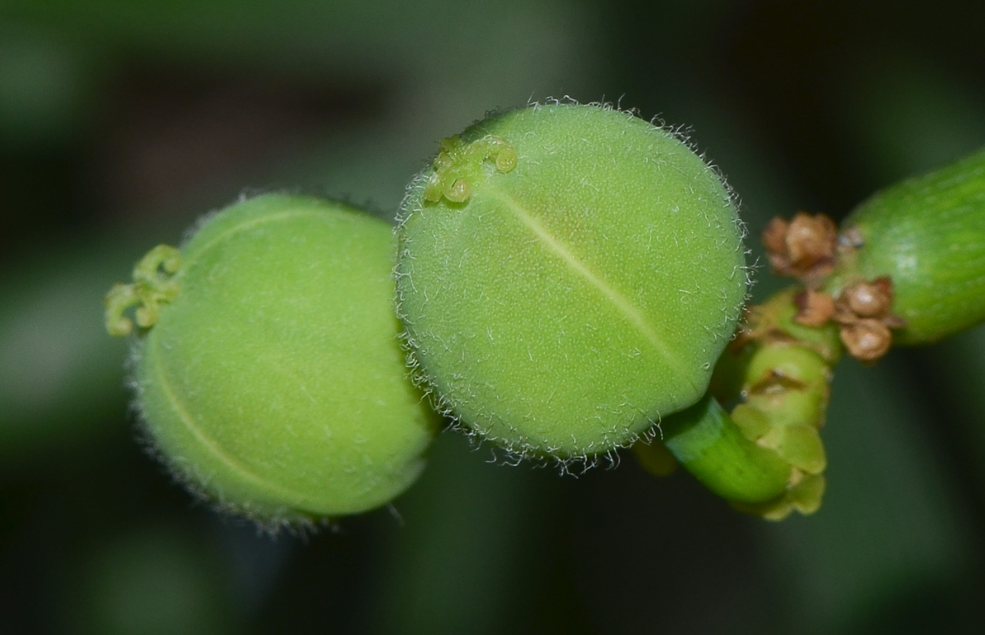 Изображение особи Euphorbia tirucalli.