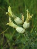 Astragalus albicaulis. Соцветие. Курская обл., Горшеченский р-н, окр. дер. Кунье, петрофитная степь на склоне балки. 06.07.2014.