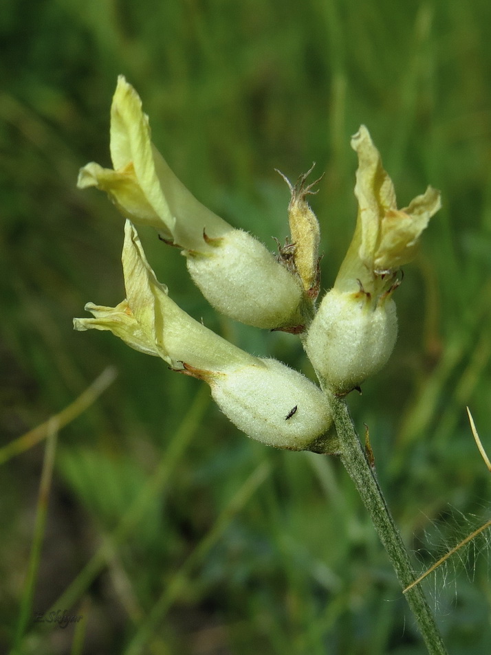 Image of Astragalus albicaulis specimen.