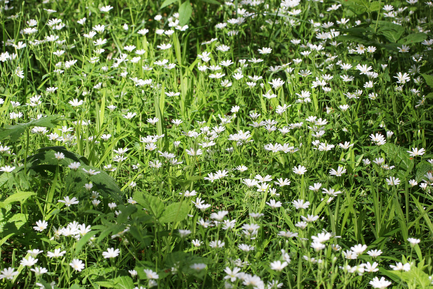 Изображение особи Stellaria holostea.