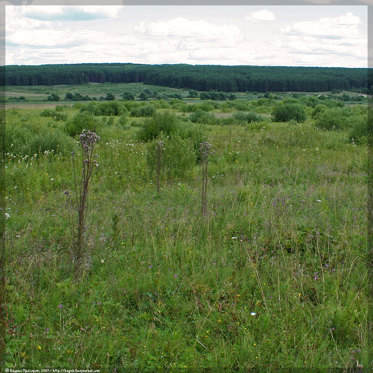 Изображение особи Cirsium palustre.