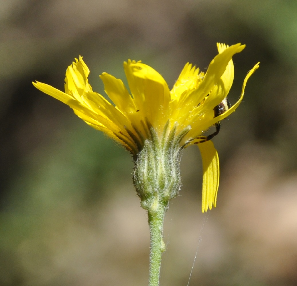 Изображение особи род Hieracium.