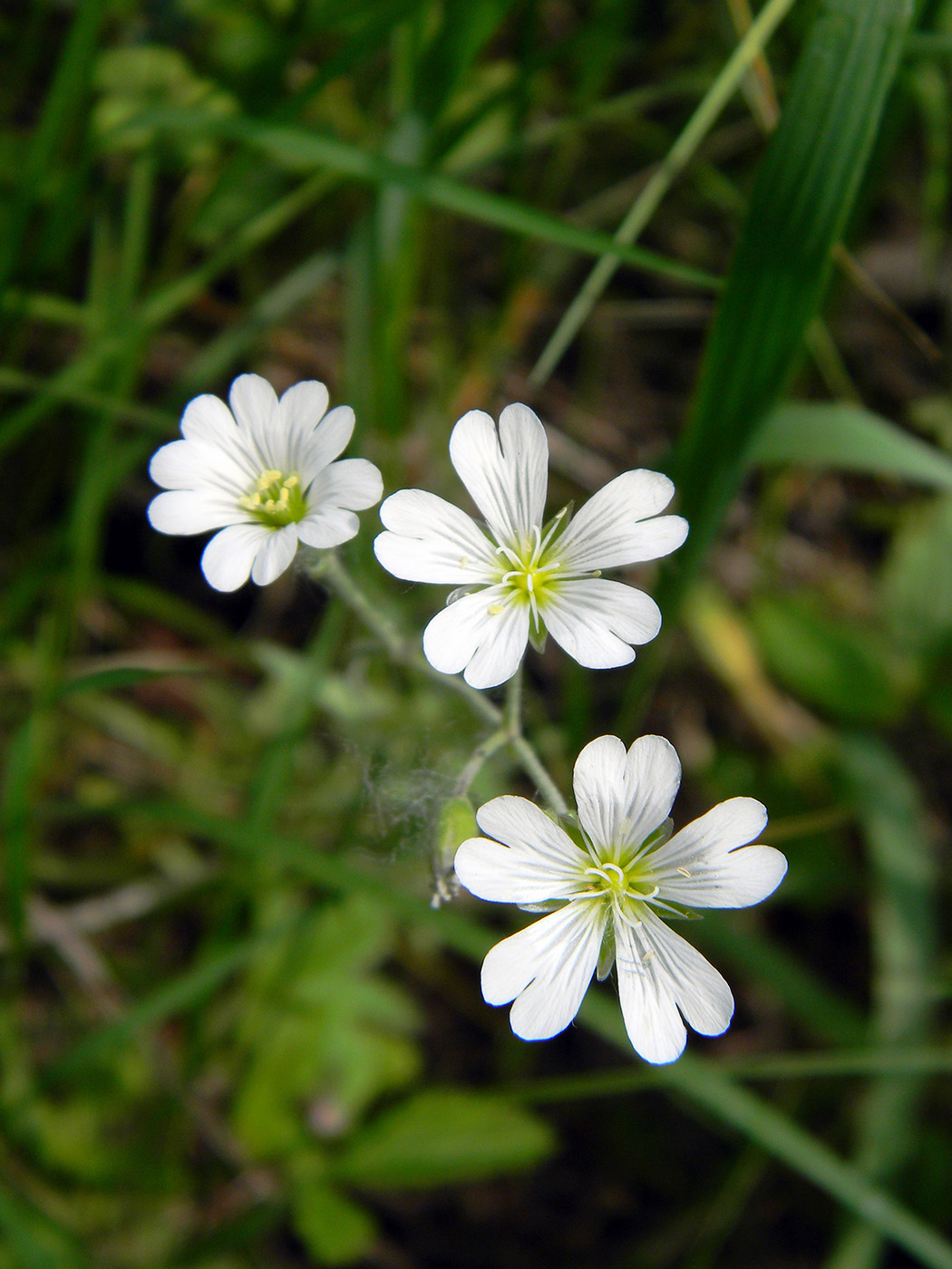 Image of Cerastium arvense specimen.