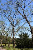Juglans mandshurica
