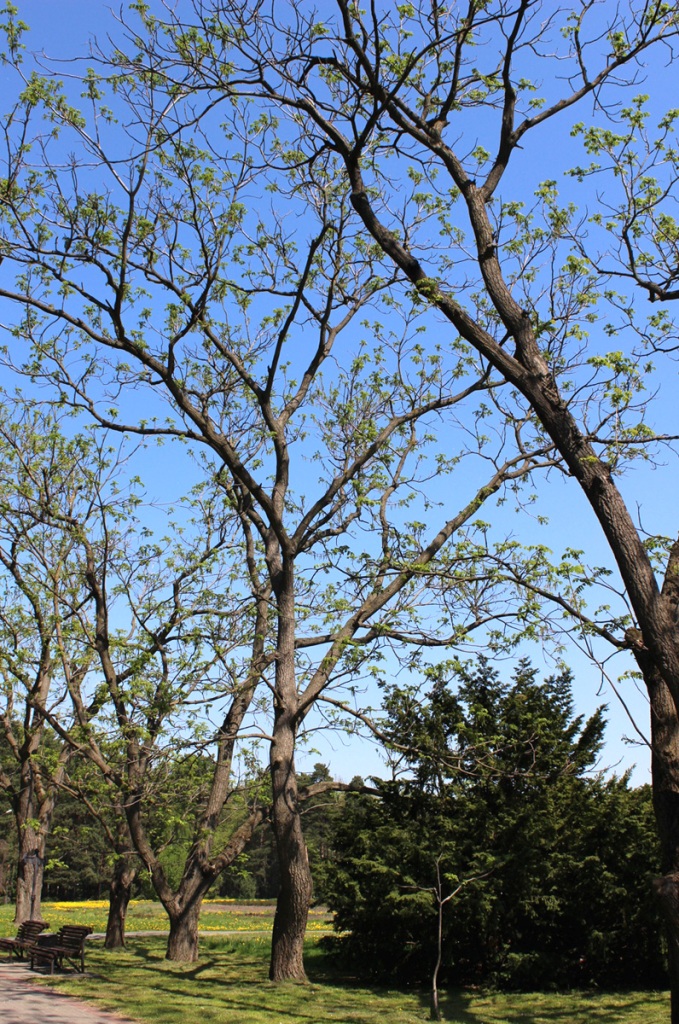 Изображение особи Juglans mandshurica.