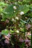 Pyrola chlorantha