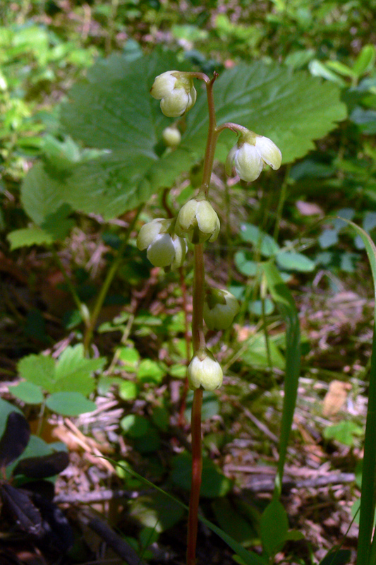 Изображение особи Pyrola chlorantha.