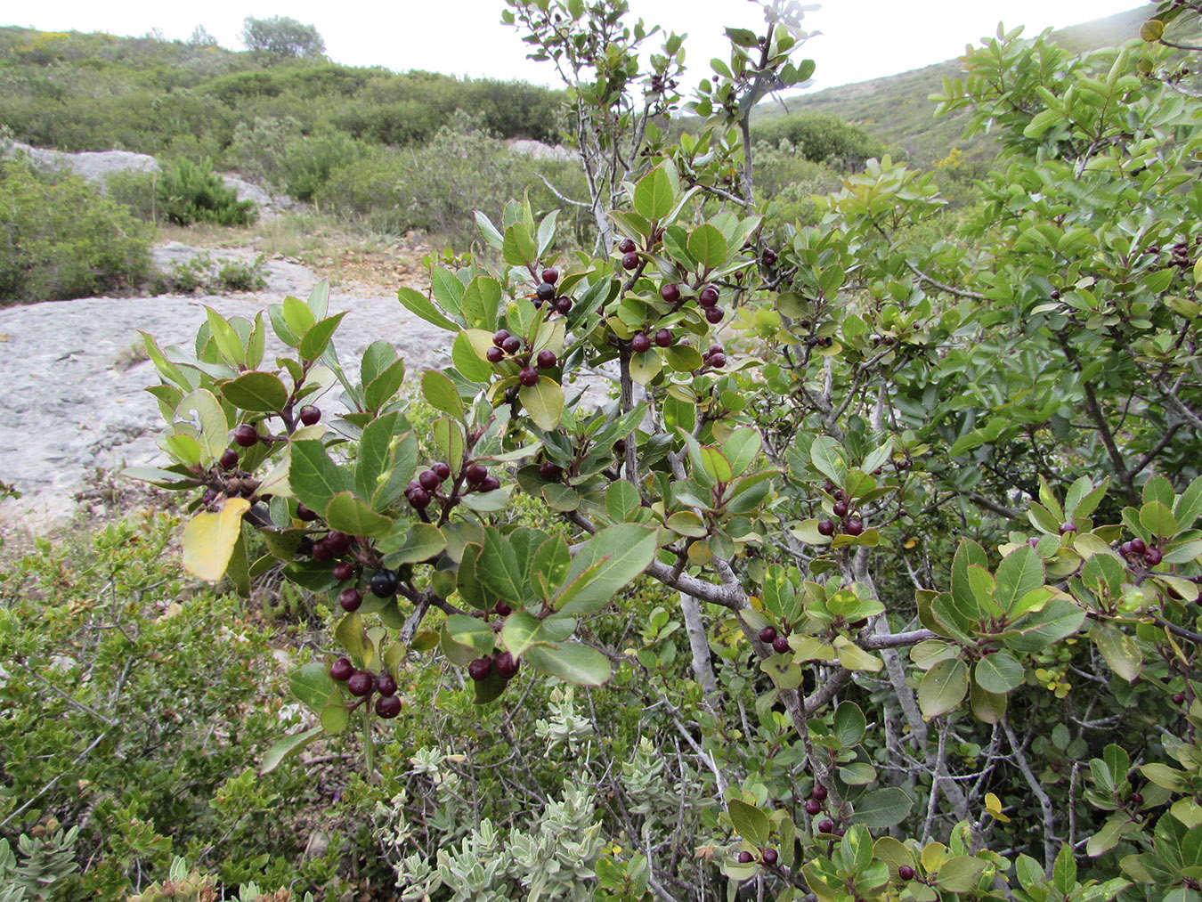 Image of Rhamnus alaternus specimen.