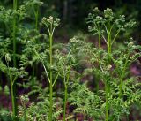 Pteridium pinetorum. Верхушки развивающихся ваий. Московская обл., Раменский р-н, окр. ж.-д. платформы Хрипань, смешанный лес у ЛЭП. 13.06.2016.