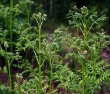 Pteridium pinetorum