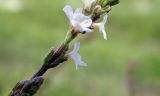 Verbena officinalis. Часть соцветия. Республика Адыгея, г. Майкоп, восточная окраина города, луг, у грунтовой дороги. 11.06.2016.