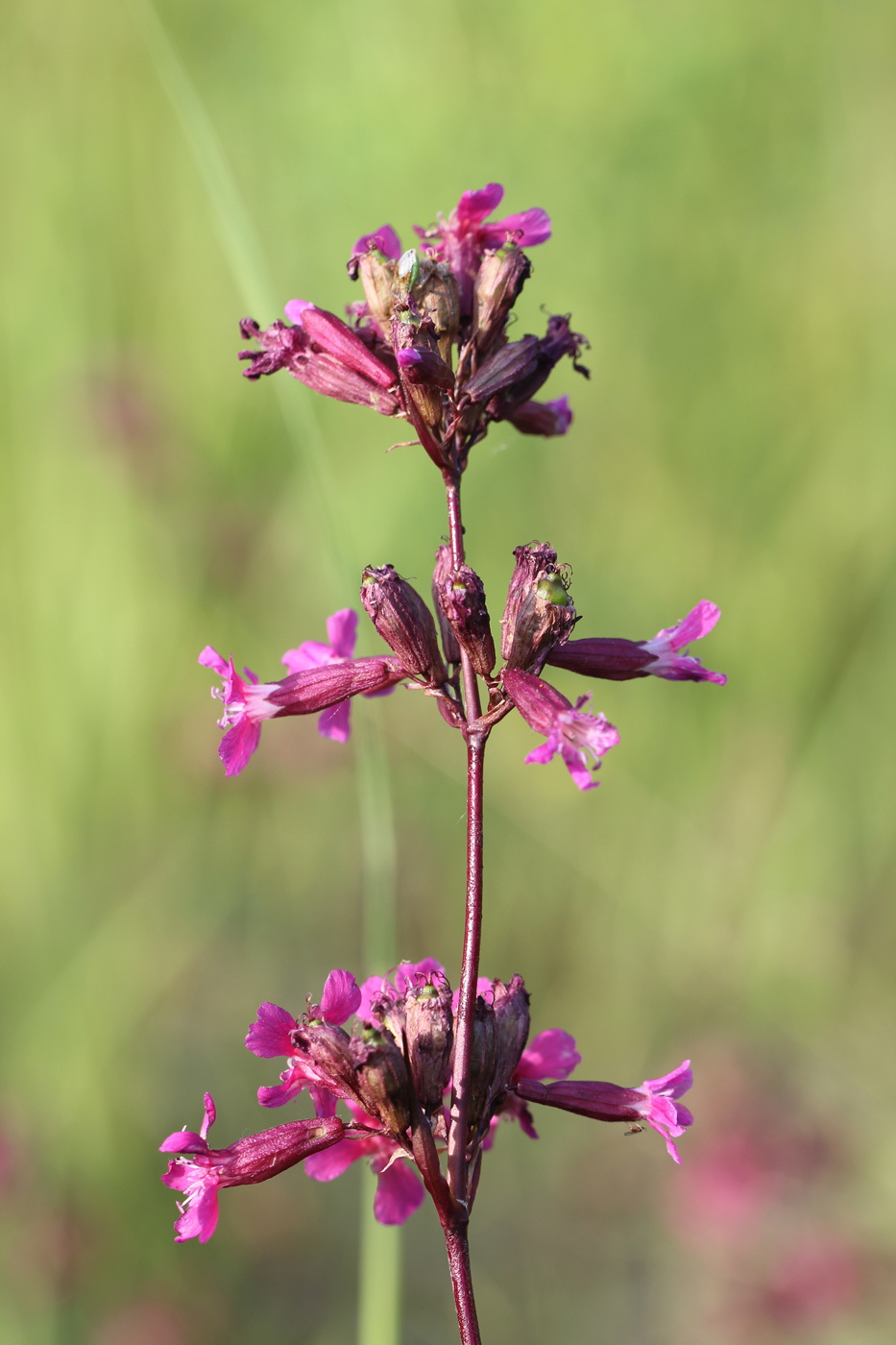 Изображение особи Viscaria vulgaris.