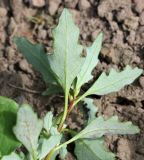 Oxybasis glauca