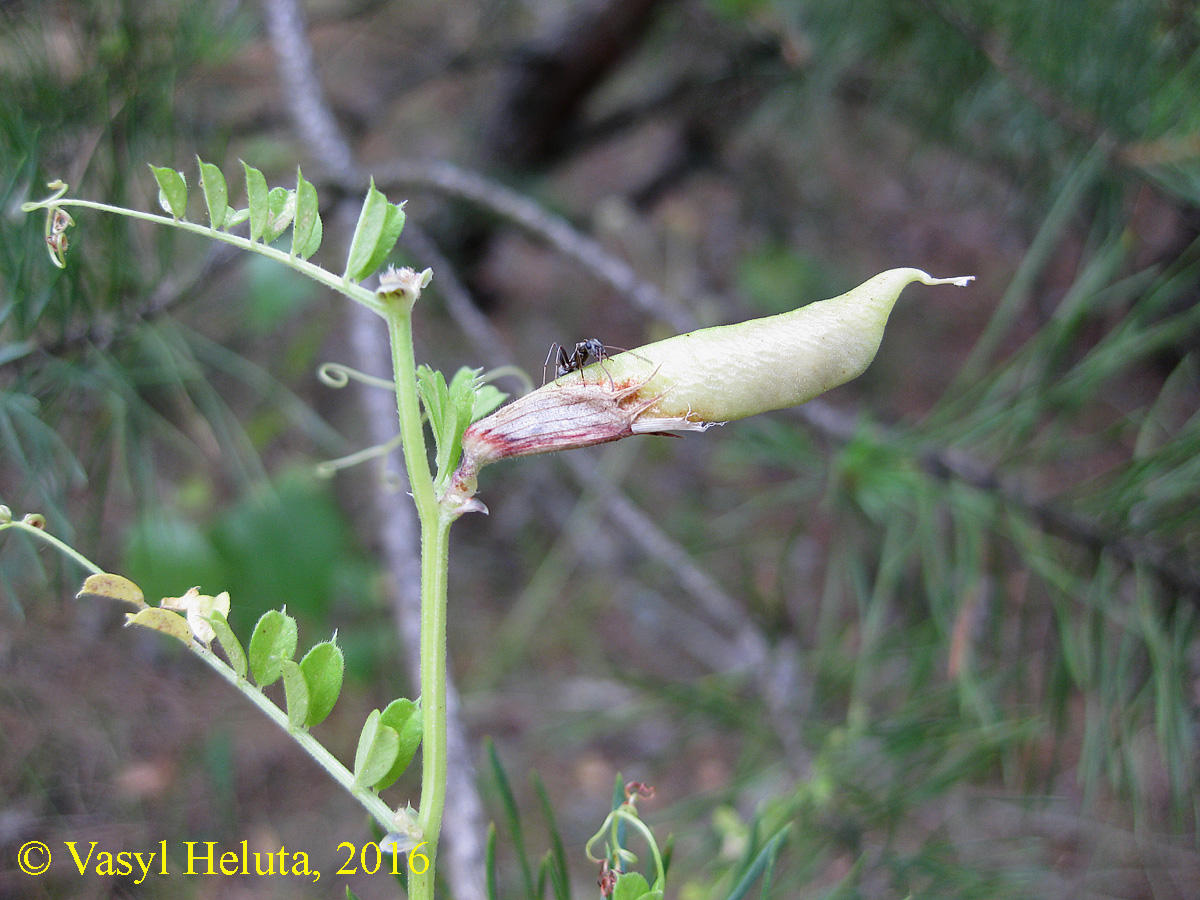 Image of Vicia grandiflora specimen.