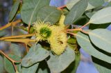 Eucalyptus woodwardii