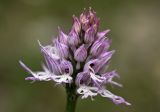 Orchis italica. Соцветие с сидящим муравьём. Греция, Пелопоннес, Мессения, тропа выше влажного леса возле ущелья Фарангаки Перистерия. 29.03.2015.