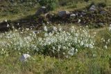 Alcea nudiflora