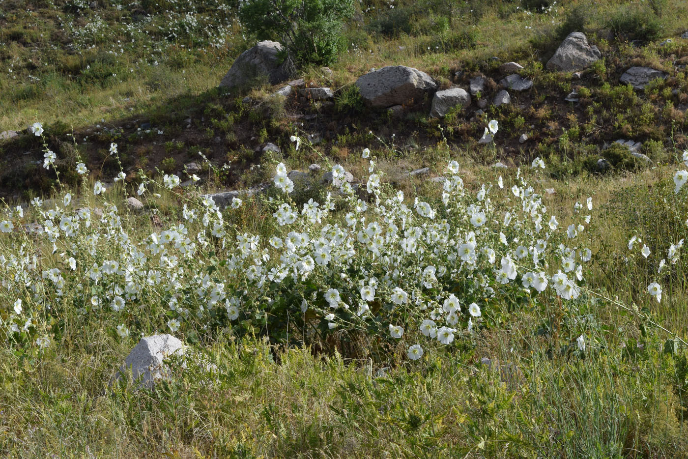 Изображение особи Alcea nudiflora.