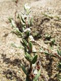 Polygonum maritimum. Побег с цветками. Испания, автономное сообщество Каталония, провинция Жирона, комарка Баш Эмпорда, муниципалитет Тороэлья-де-Монгри, пляж Фонольера (la Fonollera) к югу от устья р. Тер, тыловой склон эмбриональной дюны. 30.08.2016.