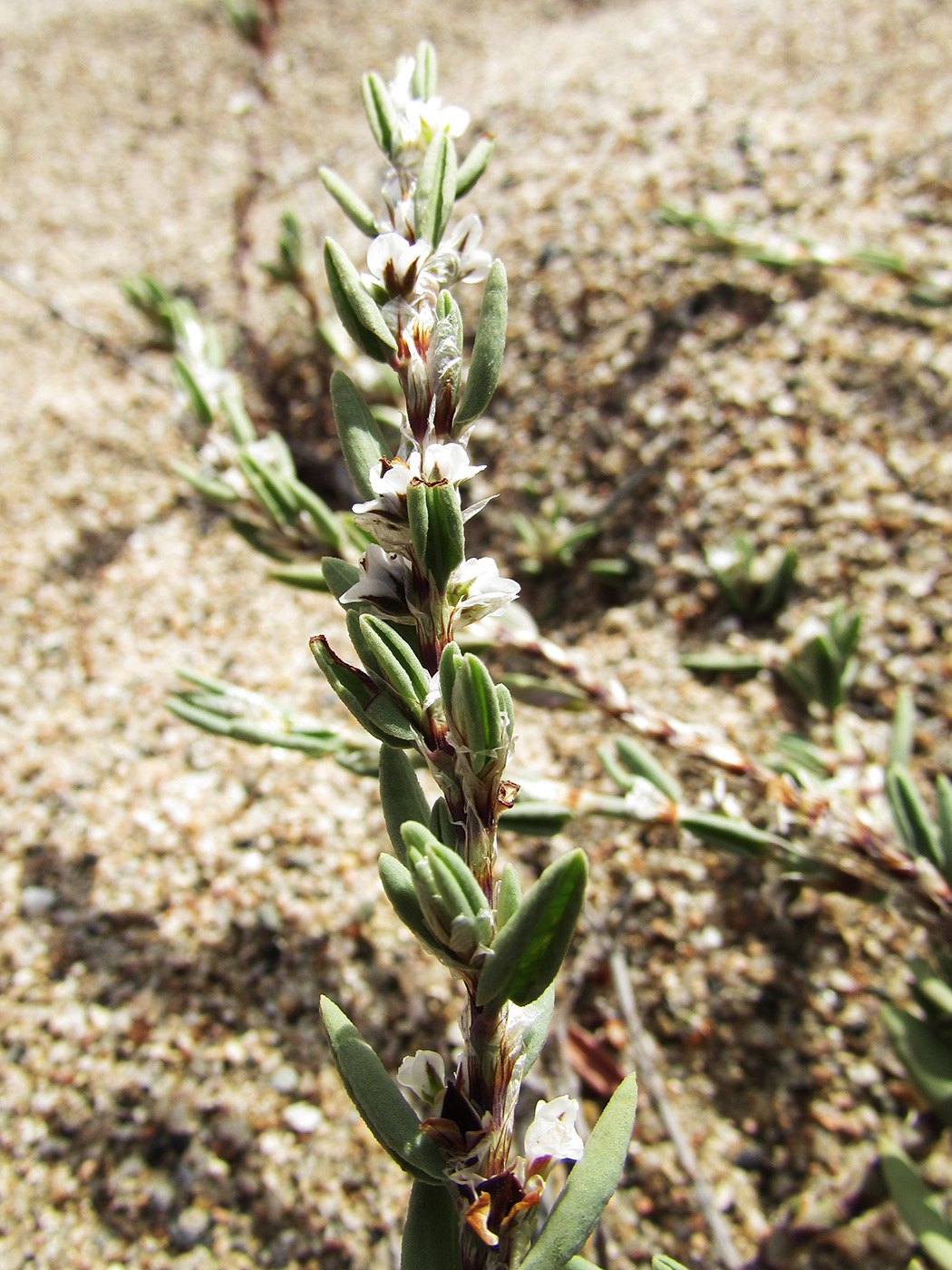 Изображение особи Polygonum maritimum.