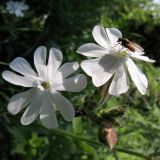 Melandrium album