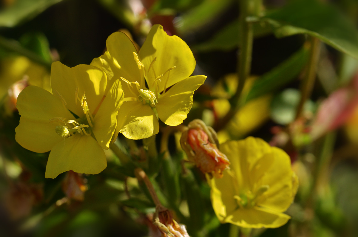 Изображение особи Oenothera biennis.