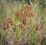 Hypericum perforatum. Верхушки плодоносящих растений. Пермский край, Оханский р-н, Кунчурихинский бор, старая вырубка вдоль лесной дороги. 03.09.2016.