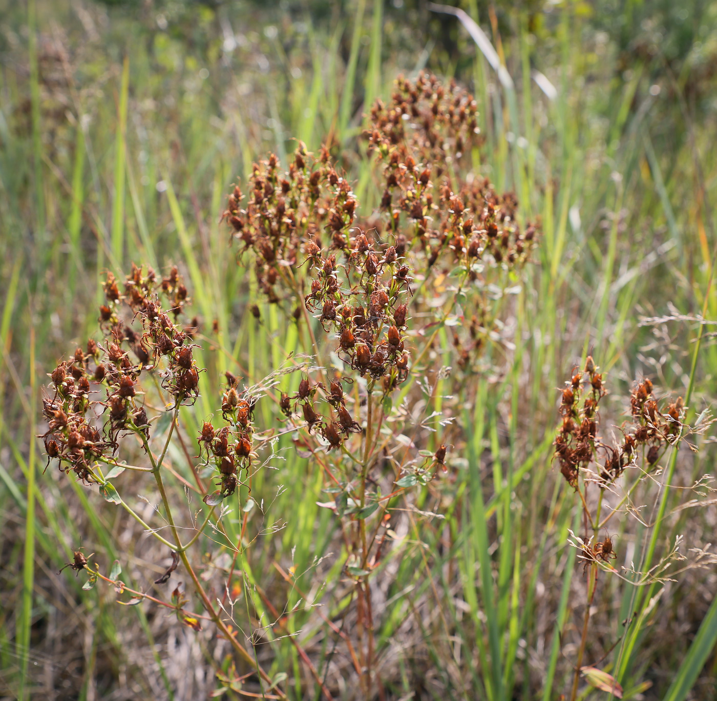 Image of Hypericum perforatum specimen.