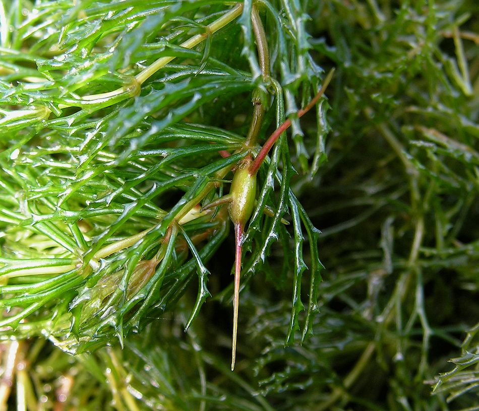 Изображение особи Ceratophyllum oryzetorum.