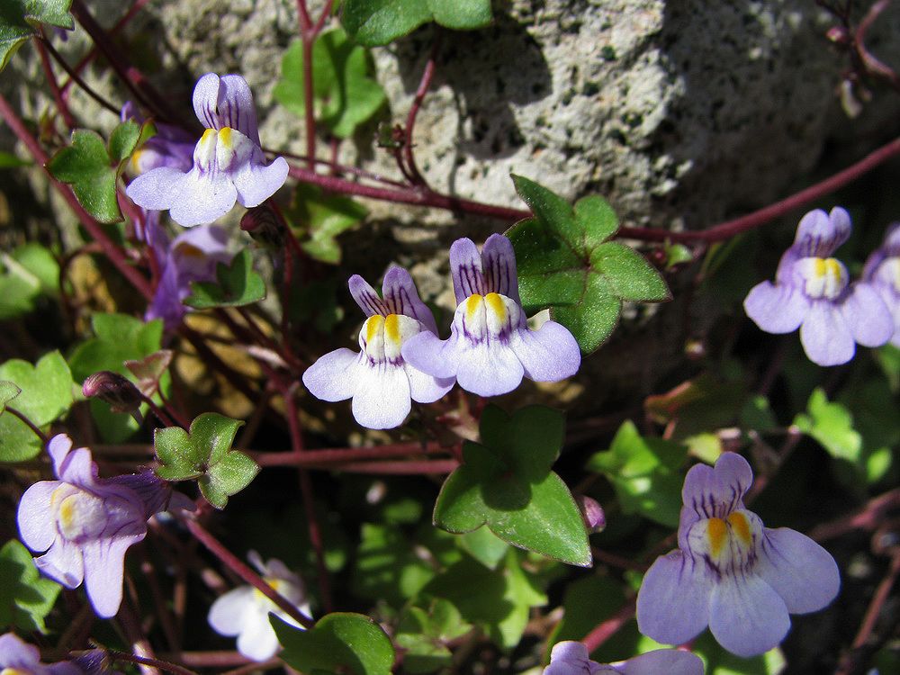 Изображение особи Cymbalaria muralis.